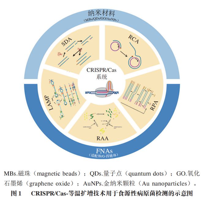 《食品科學(xué)》：東北農(nóng)業(yè)大學(xué)張微副研究員等：CRISPRCas-等溫擴(kuò)增技術(shù)在食源性病原菌檢測中的研究進(jìn)展(圖2)