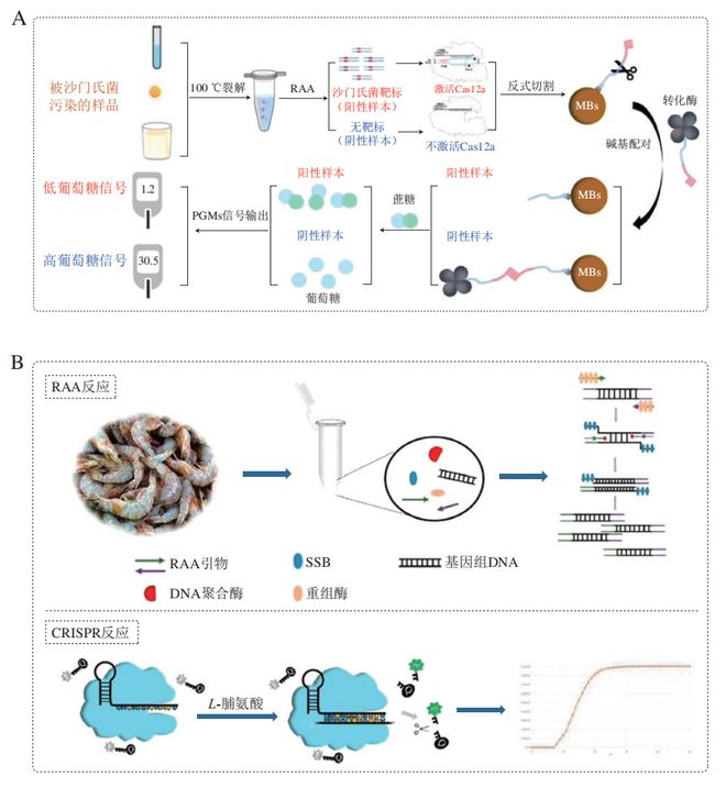 《食品科學(xué)》：東北農(nóng)業(yè)大學(xué)張微副研究員等：CRISPRCas-等溫擴(kuò)增技術(shù)在食源性病原菌檢測中的研究進(jìn)展(圖5)