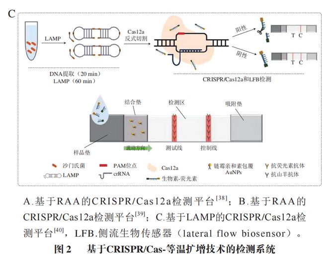 《食品科學(xué)》：東北農(nóng)業(yè)大學(xué)張微副研究員等：CRISPRCas-等溫擴(kuò)增技術(shù)在食源性病原菌檢測中的研究進(jìn)展(圖6)